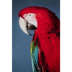 Twin Parrot Tablo