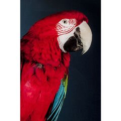 Twin Parrot Tablo