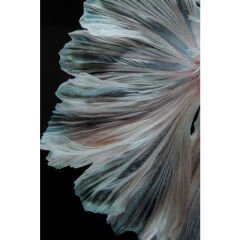 Colorful Swarm Fish Tablo 120x120cm