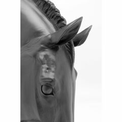 Horse Face Black Dekoratif Obje 72 cm
