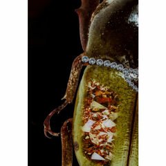 Shiney Dung Beetle Cam Resim 80x120cm