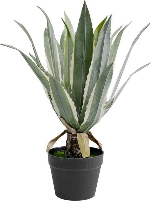 Deco Plant Agave 50cm