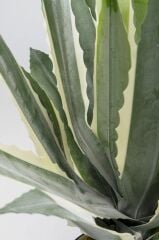 Deco Plant Agave 50cm