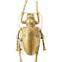 Longicorn Beetle Gold Duvar Süsü