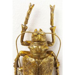 Longicorn Beetle Gold Duvar Süsü