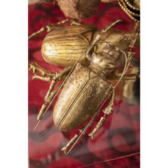 Longicorn Beetle Gold Duvar Süsü