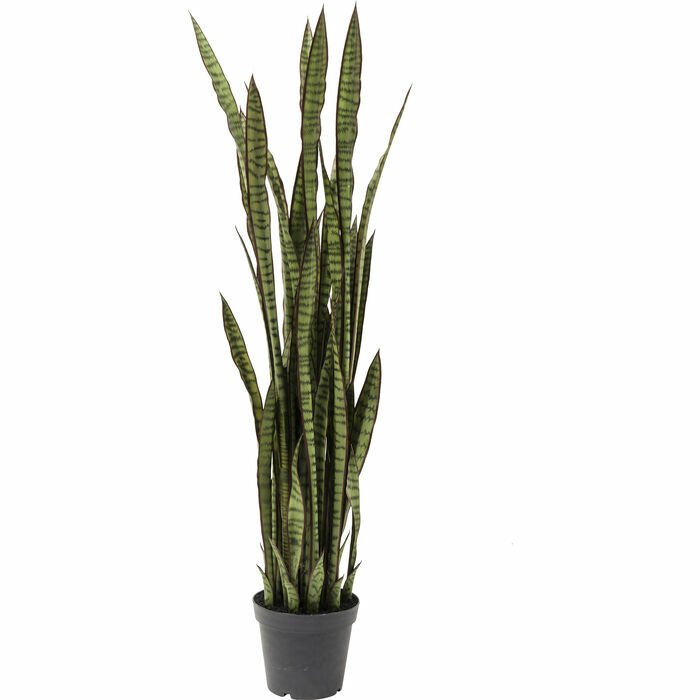 Sansewieria Dekoratif Bitki 155cm