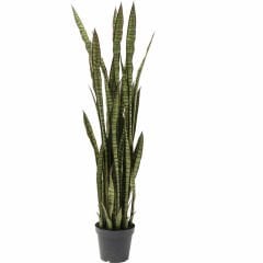 Sansewieria Dekoratif Bitki 155cm