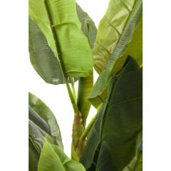 Muz Ağacı Dekoratif Bitki 180cm