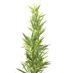 Bambu Ağacı Dekoratif Bitki 200cm