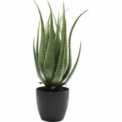 Aloe Dekoratif Bitki 69cm