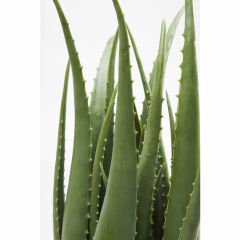Aloe Dekoratif Bitki 69cm