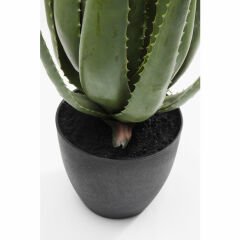 Aloe Dekoratif Bitki 69cm