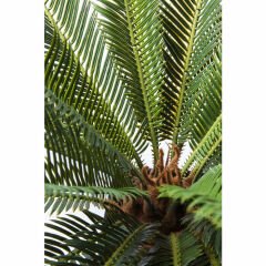 Cycas Ağacı Dekoratif Bitki 78cm