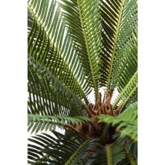 Cycas Ağacı Dekoratif Bitki 78cm