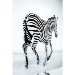 Savannah Zebra Cam Resim 120x120cm