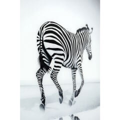 Savannah Zebra Cam Resim 120x120cm