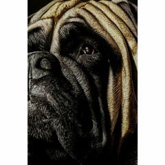 King Pug Cam Resim 40x60cm