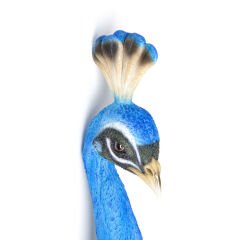 Peacock Duvar Süsü