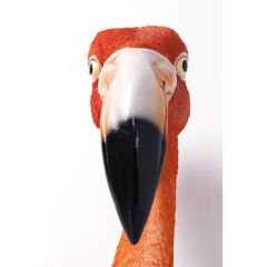 Flamingo Road Duvar Süsü 72cm