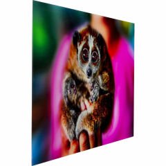 Slow Loris Tablo 80x120 cm
