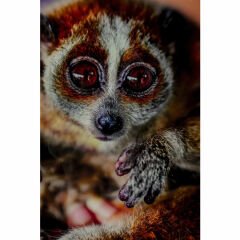 Slow Loris Tablo 80x120 cm