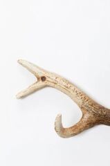 Coat Rack Antler Nature 35cm