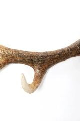 Coat Rack Antler Nature 35cm